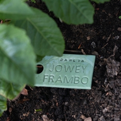 Dahlia Jowey Frambo - Keramik planteskilt